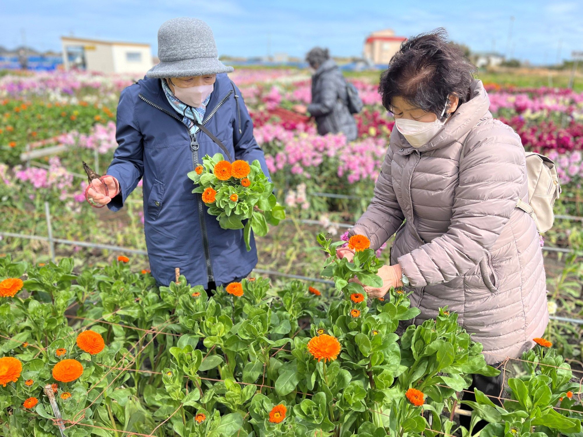 新治地区社協いきいき・ふれあいサロン「お出かけサロン花摘み」 新治地区社協いきいき・ふれあいサロン「お出かけサロン花摘み」